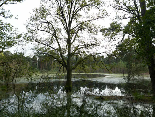 De Hoge Rielen, Kasterlee (Belgium)